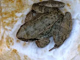 biológia