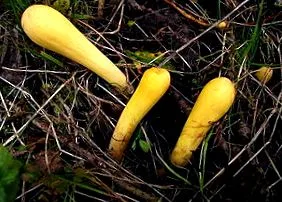 herkules