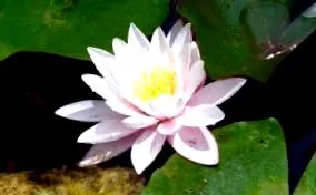 hormon-yoga