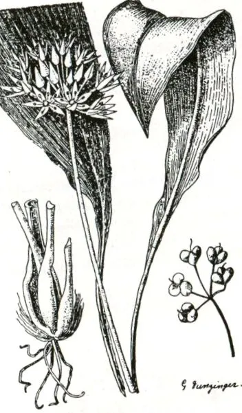 лековити Allium ursinum