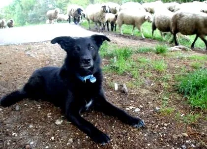 câine