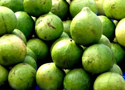 guava fructele