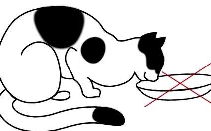 pisica
