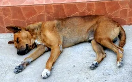 mydog365