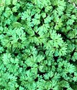 cerefolium