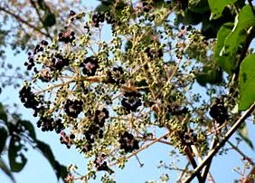 aralia