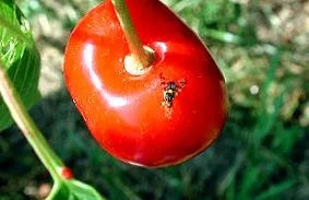 musca