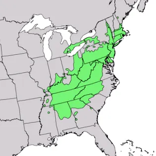 quercus