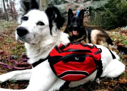 тестот тестот