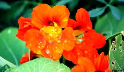 nasturtium