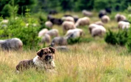 kars-hund