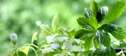 planta