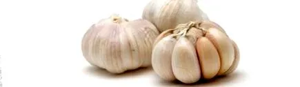 allium allium