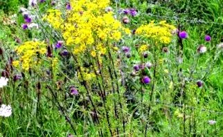 bosszantó bajor