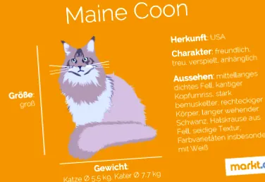 maine caracterul