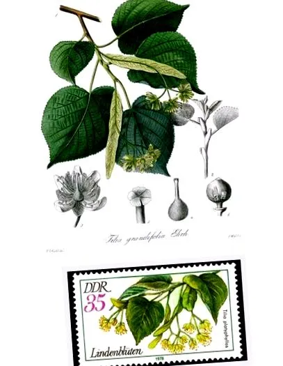 tilia
