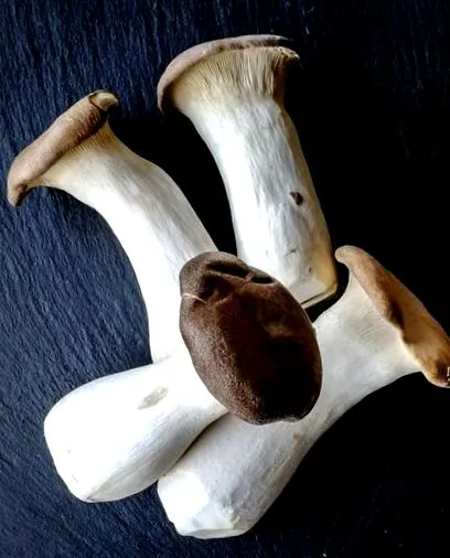 élelmi ponzu