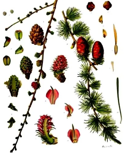 larix