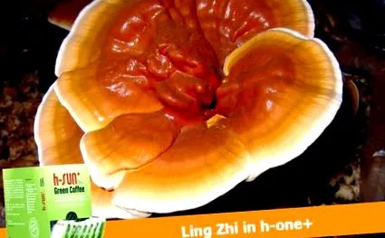 reishi