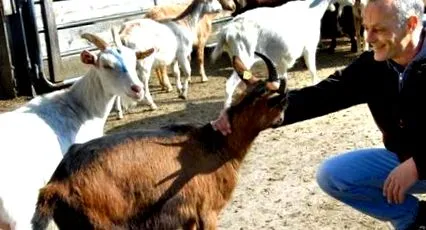 față față