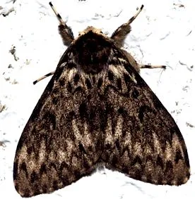 pillangó