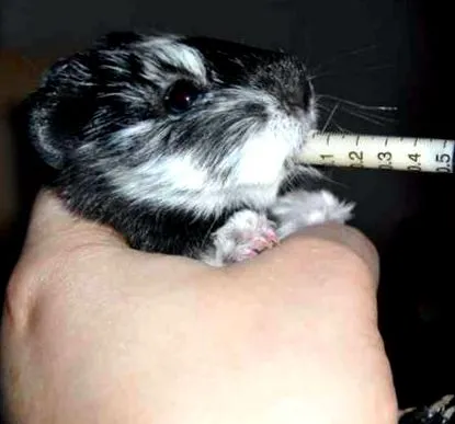 tengerimalac