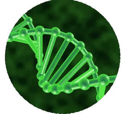 fibroza