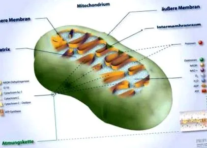 mitocondriile