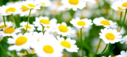 feverfew