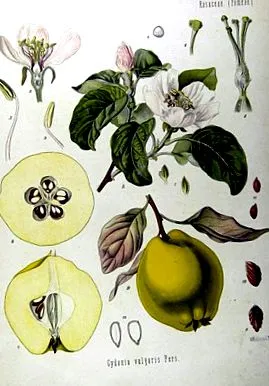 birsalma