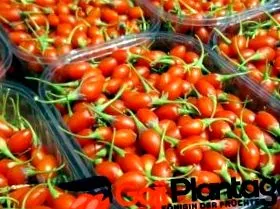 fructele