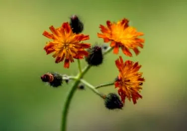 hawkweed