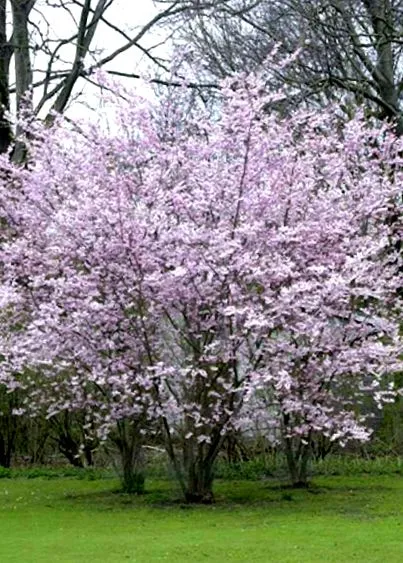 autumnalis