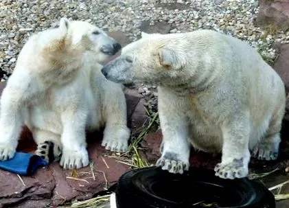 Igen Flocke