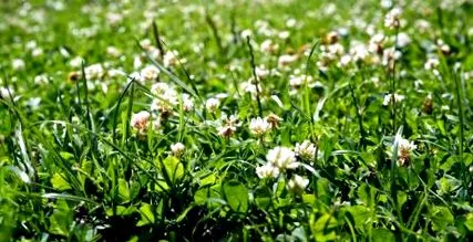 plantele gazon