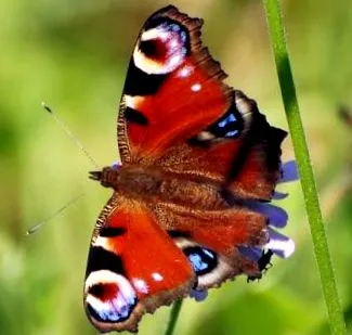 lupus erythematosus