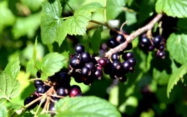 negre