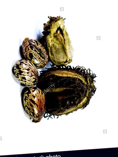 alapon