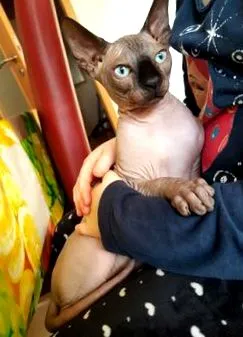 sphynx sphynx