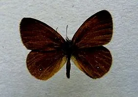 biológia