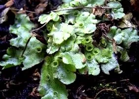 thallus