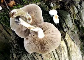 Agrocybe cylindracea