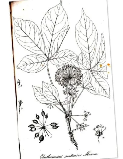 ginseng