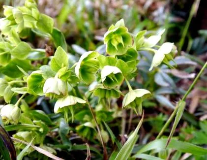 hellebore-t