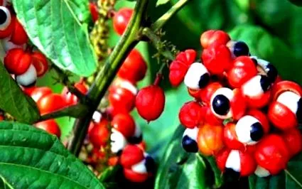 guarana