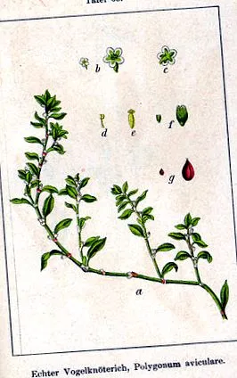 aviculare subsp