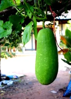 numită