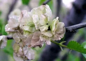 biológia