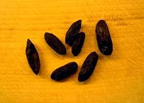 bean