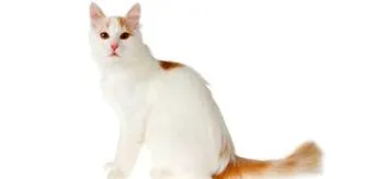 tomcat